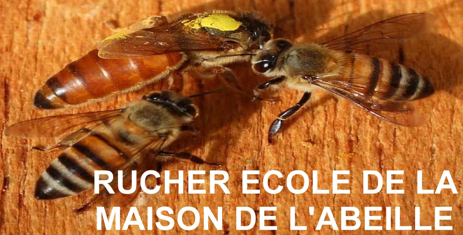 Association           ENTRE L' HERBE ET LE VENT